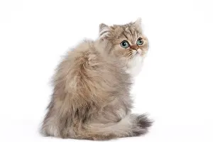 Shaded: 80191881 Cat - Golden Shaded Persian - kitten 4