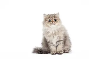 Shaded: 80191882 Cat - Golden Shaded Persian - kitten 4