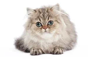 Shaded: 80191883 Cat - Golden Shaded Persian - kitten 4