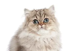 Shaded: 80191884 Cat - Golden Shaded Persian - kitten 4
