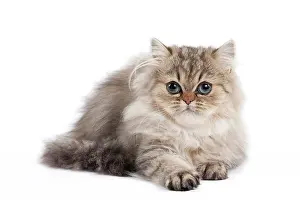 Shaded: 80191885 Cat - Golden Shaded Persian - kitten 4