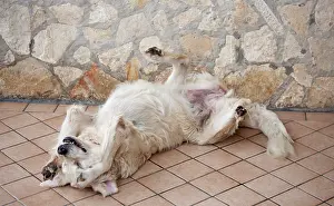 Rolling: 80191886 Dog - Golden retriever - rolling on back