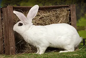 Blanc: 80191887 Blanc de Hotot Rabbit Jean-Michel Labat