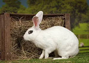 Blanc: 80191888 Blanc de Hotot Rabbit Jean-Michel Labat