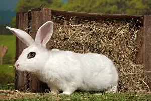 Blanc: 80191889 Blanc de Hotot Rabbit Jean-Michel Labat