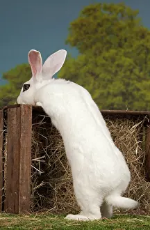 Blanc: 80191890 Blanc de Hotot Rabbit Jean-Michel Labat