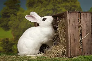 Blanc: 80191891 Blanc de Hotot Rabbit Jean-Michel Labat