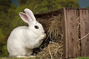 Blanc: 80191892 Blanc de Hotot Rabbit Jean-Michel Labat