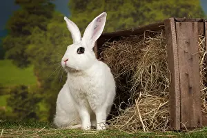 Blanc: 80191893 Blanc de Hotot Rabbit Jean-Michel Labat