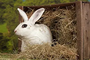 Blanc: 80191894 Blanc de Hotot Rabbit Jean-Michel Labat