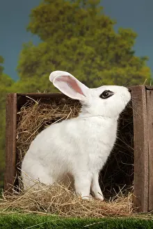 Blanc: 80191896 Blanc de Hotot Rabbit Jean-Michel Labat