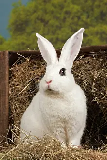 Blanc: 80191897 Blanc de Hotot Rabbit Jean-Michel Labat