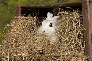Blanc: 80191898 Blanc de Hotot Rabbit Jean-Michel Labat