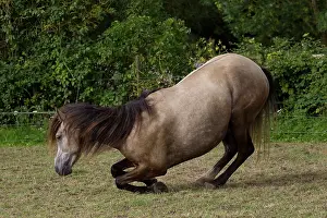 Kneeling: 80191903 Lusitanien Horse - kneeling down Jean-Michel