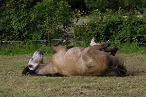 Rolling: 80191904 Lusitanien Horse - rolling on back Jean-Michel