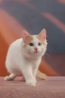 Swimmer: 80191929 Cat - Turkish Van / Cat Swimmer of Lake