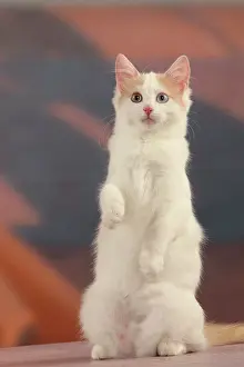 Swimmer: 80191930 Cat - Turkish Van / Cat Swimmer of Lake