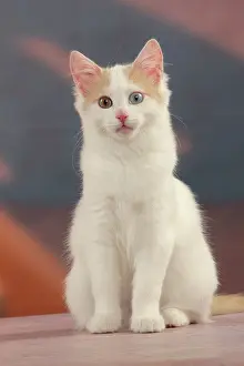 Swimmer: 80191931 Cat - Turkish Van / Cat Swimmer of Lake