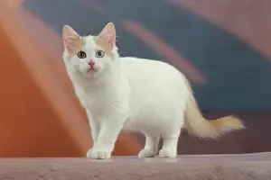 Swimmer: 80191932 Cat - Turkish Van / Cat Swimmer of Lake