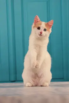 Swimmer: 80191933 Cat - Turkish Van / Cat Swimmer of Lake
