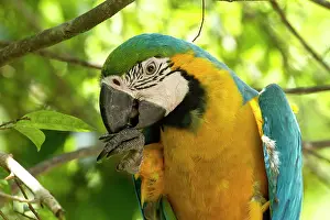 Macaw: 80191934 Blue-and-gold / Blue-and-yellow Macaw Jean-Michel