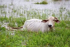 Venezuela: 80191936 Cow - in swamp - Los Llanos, Venezuela