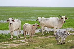 Venezuela: 80191937 Cows - Los Llanos, Venezuela Jean-Michel