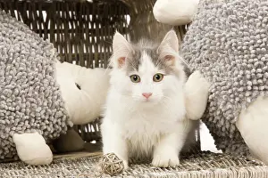 Labat: 80191939 Cat - Norwegian kitten Jean-Michel Labat