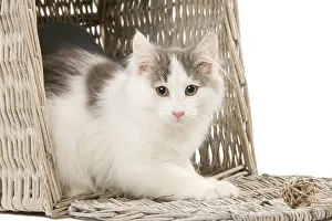 Labat: 80191940 Cat - Norwegian kitten Jean-Michel Labat