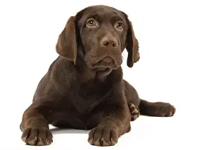 Labat: 80191941 Dog - Chocolate Labrador Jean-Michel Labat
