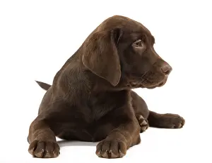 Labat: 80191942 Dog - Chocolate Labrador Jean-Michel Labat
