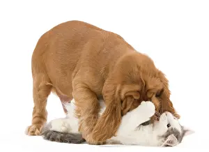 Cocker: 80191943 Dog & Cat - English Cocker Spaniel puppy