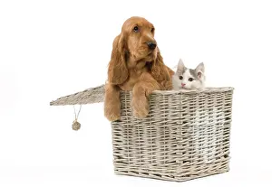Cocker: 80191944 Dog & Cat - English Cocker Spaniel puppy