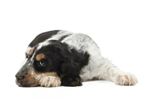 Cocker: 80191945 Dog - English Cocker Spaniel puppy Jean-Michel