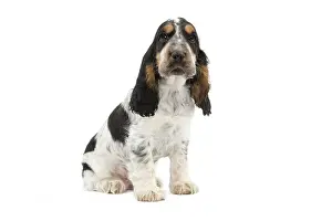 Cocker: 80191946 Dog - English Cocker Spaniel puppy Jean-Michel