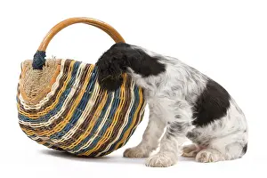 Cocker: 80191947 Dog - English Cocker Spaniel puppy Jean-Michel