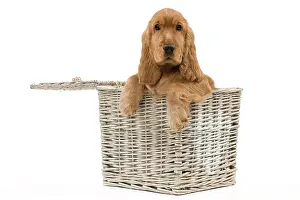 Cocker: 80191948 Dog - English Cocker Spaniel puppy Jean-Michel