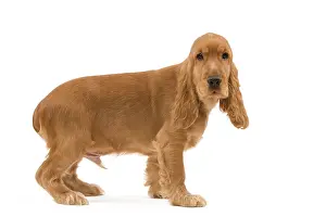 Cocker: 80191949 Dog - English Cocker Spaniel puppy Jean-Michel