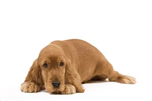 Cocker: 80191950 Dog - English Cocker Spaniel puppy Jean-Michel