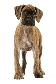 Boxer: 80191951 Dog - Boxer puppy Jean-Michel Labat All