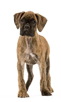 Boxer: 80191952 Dog - Boxer puppy Jean-Michel Labat All