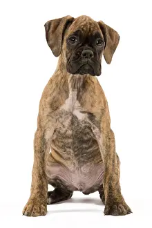 Boxer: 80191953 Dog - Boxer puppy Jean-Michel Labat All