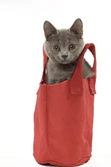 Labat: 80191960 Cat - Chartreux kitten Jean-Michel Labat