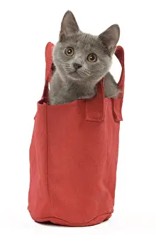 Labat: 80191961 Cat - Chartreux kitten Jean-Michel Labat