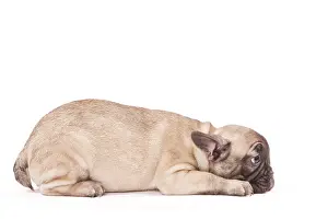 Labat: 80191965 Dog - French Bulldog Jean-Michel Labat