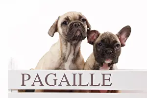 Labat: 80191966 Dog - French Bulldog Jean-Michel Labat