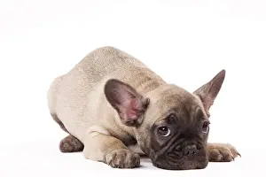 Labat: 80191967 Dog - French Bulldog Jean-Michel Labat