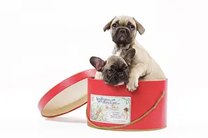 Labat: 80191968 Dog - French Bulldog Jean-Michel Labat
