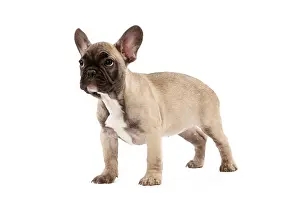 Labat: 80191969 Dog - French Bulldog Jean-Michel Labat