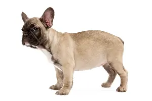 Labat: 80191970 Dog - French Bulldog Jean-Michel Labat